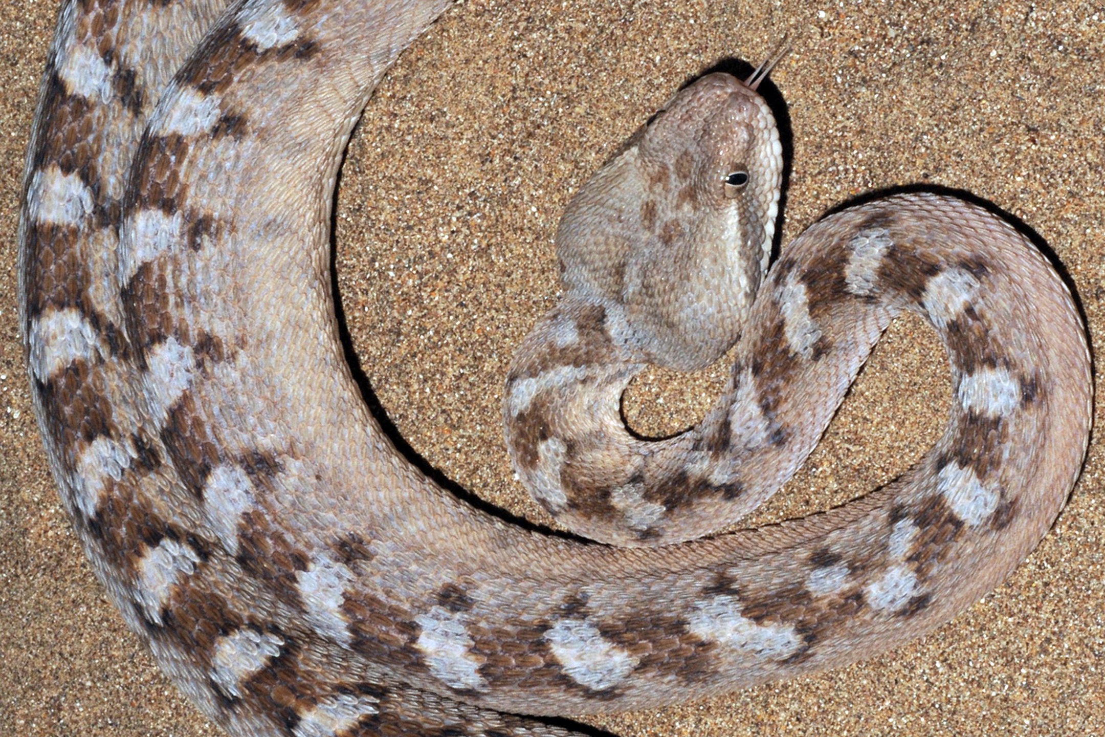 436791270308961_43700_94knj_n